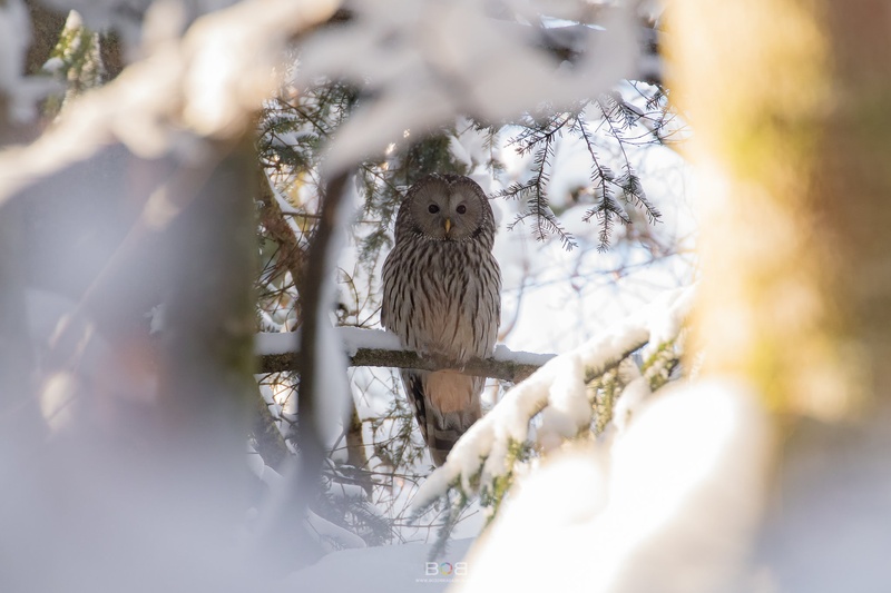 "Snežna" kraljica by Božo Bradaškja