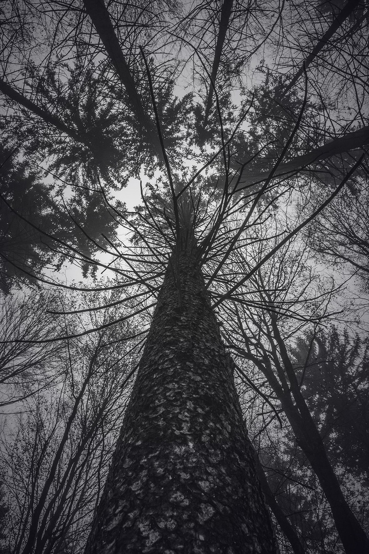 Look up. by lostinframes
