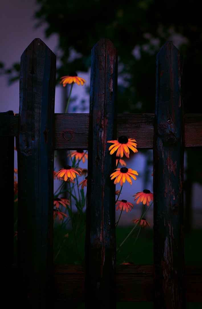 Flowers magic by lostinframes