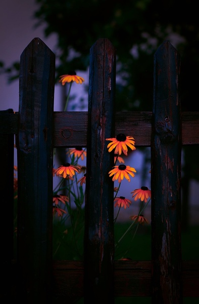 Flowers magic by lostinframes