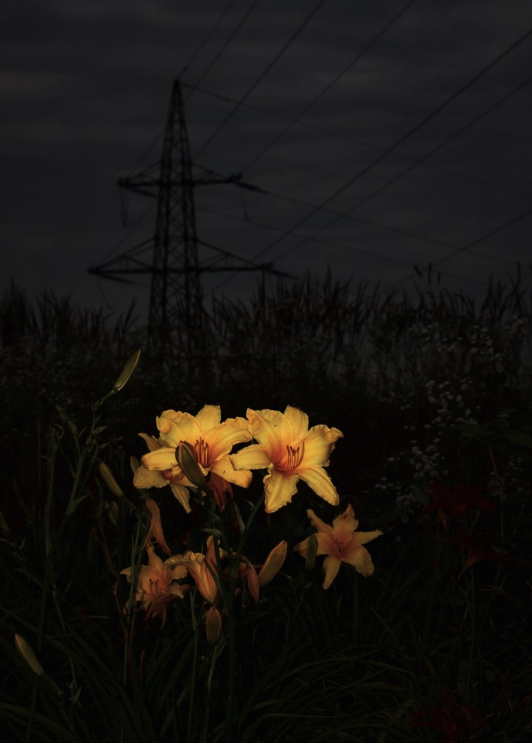 Flower power by lostinframes