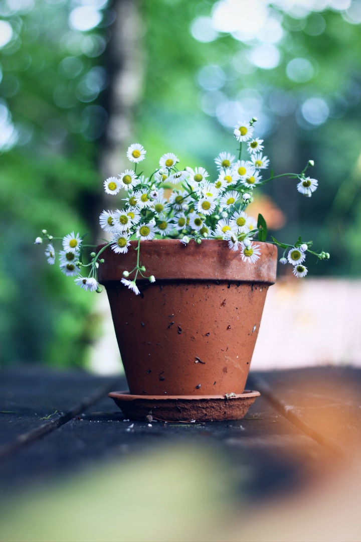 Flowers by lostinframes