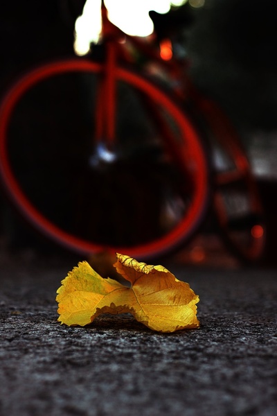 Autumn vibes. by lostinframes