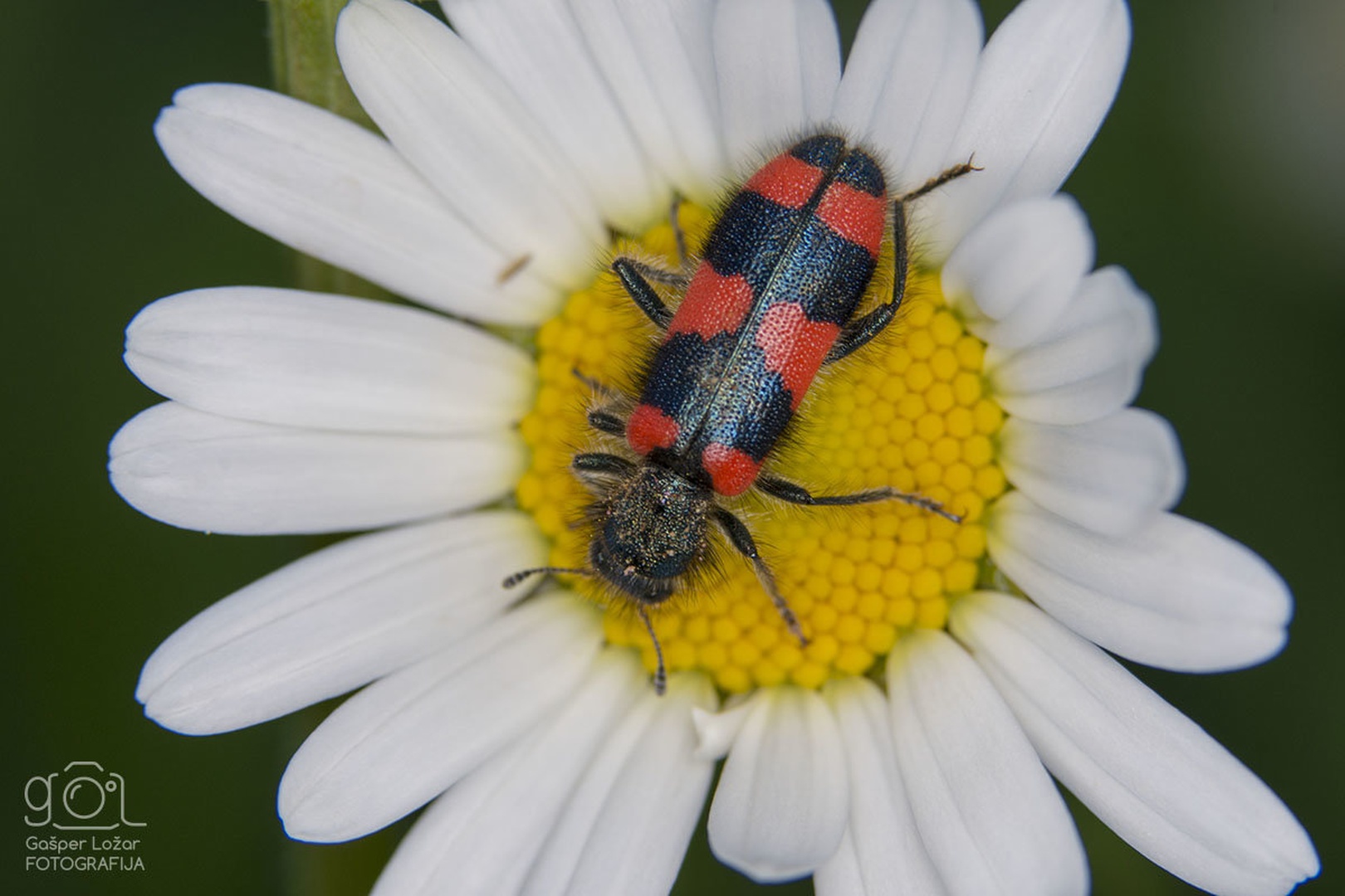 Čebelji volk (Trichodes apiarius) by Gašper Ložar