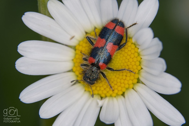 Čebelji volk (Trichodes apiarius) by Gašper Ložar