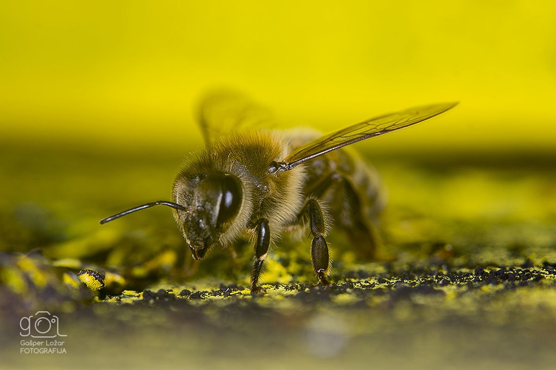 Čebela by Gašper Ložar