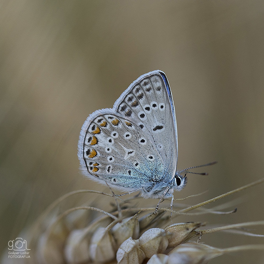 Modrin (Pseudophilotes vicrama) by Gašper Ložar