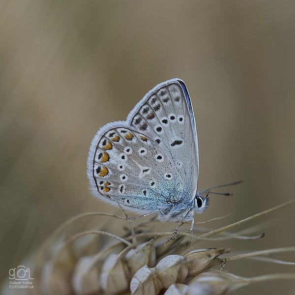 Modrin (Pseudophilotes vicrama) by Gašper Ložar