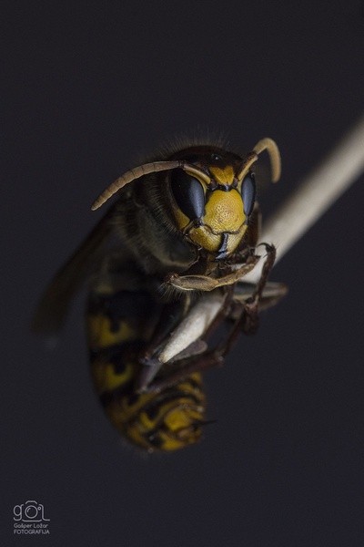 Sršen (Vespa crabro) by Gašper Ložar