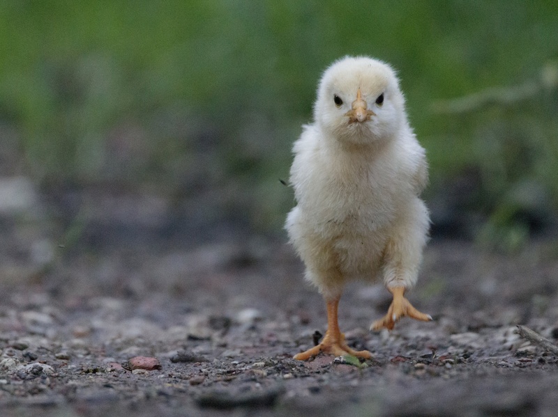 "Angry bird" by Dušan Šipek