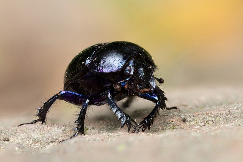 Govnač (Geotrupidae) by Dušan Šipek