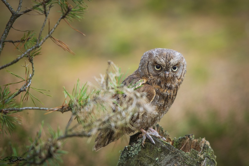 The look by Matej Podrekar