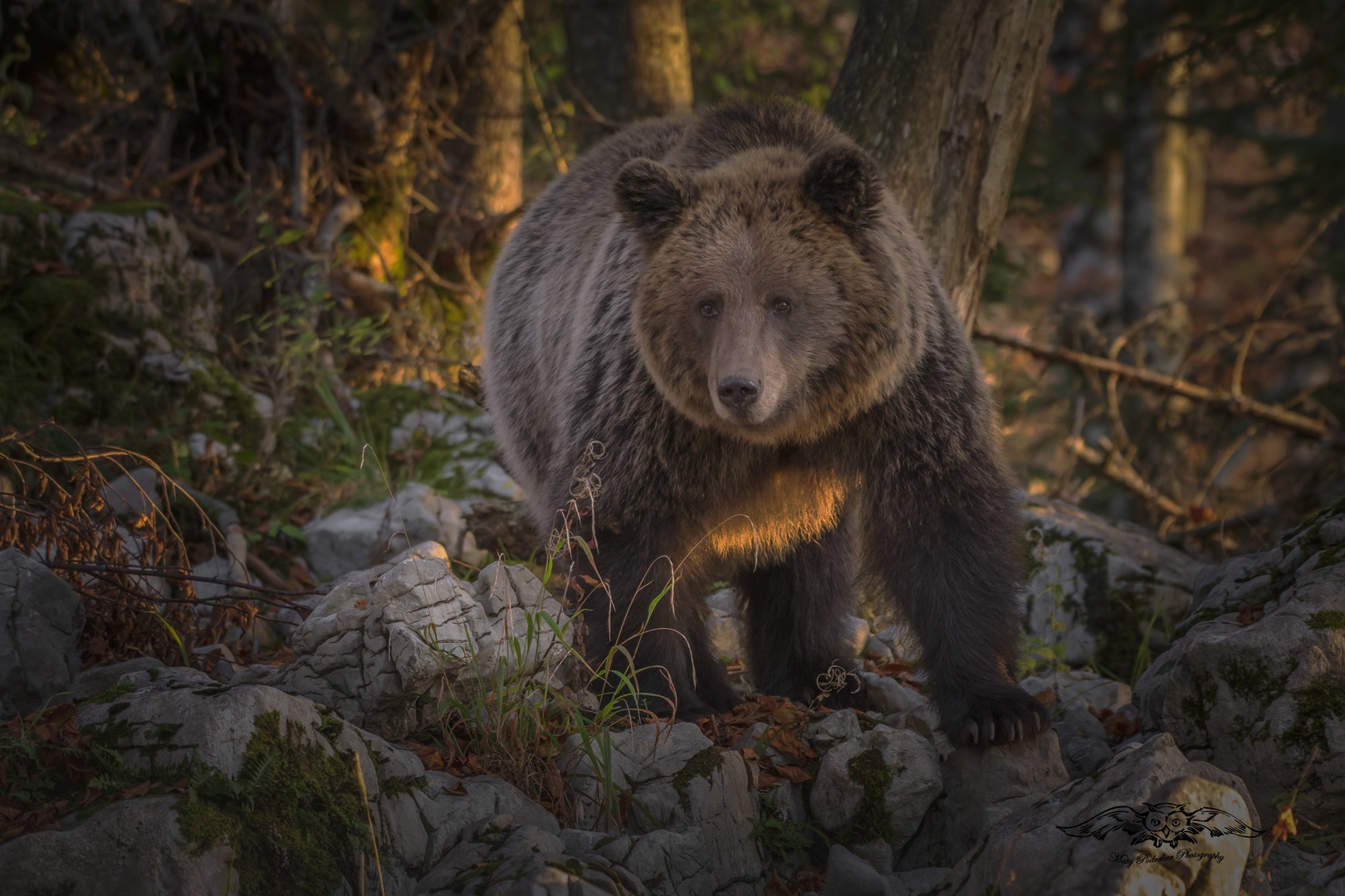 Mama Bear by Matej Podrekar