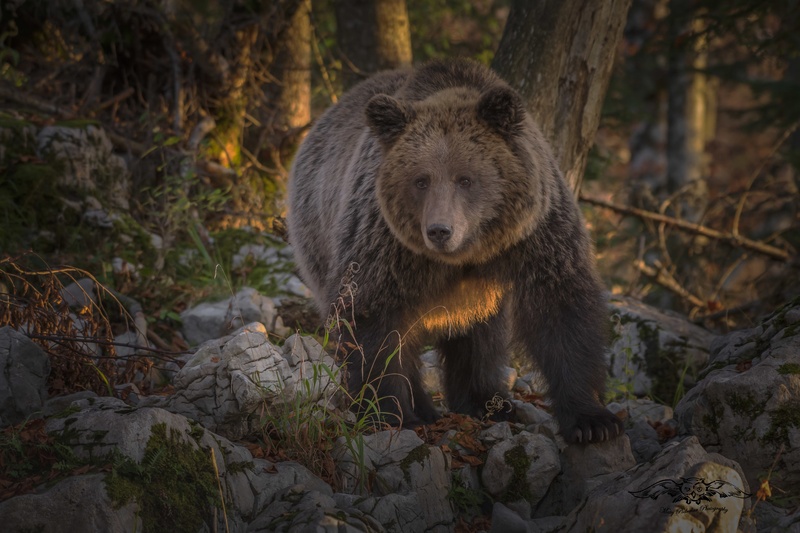 Mama Bear by Matej Podrekar