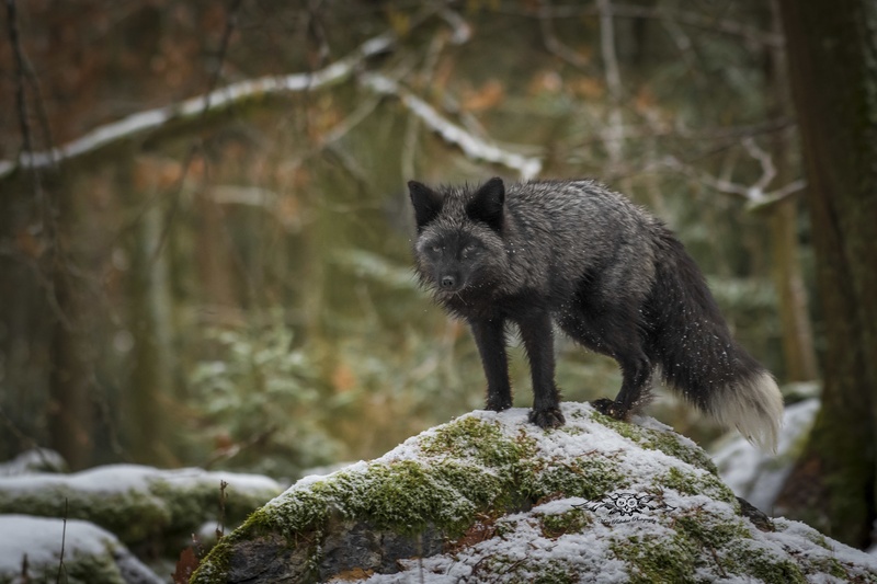 Silver fox by Matej Podrekar