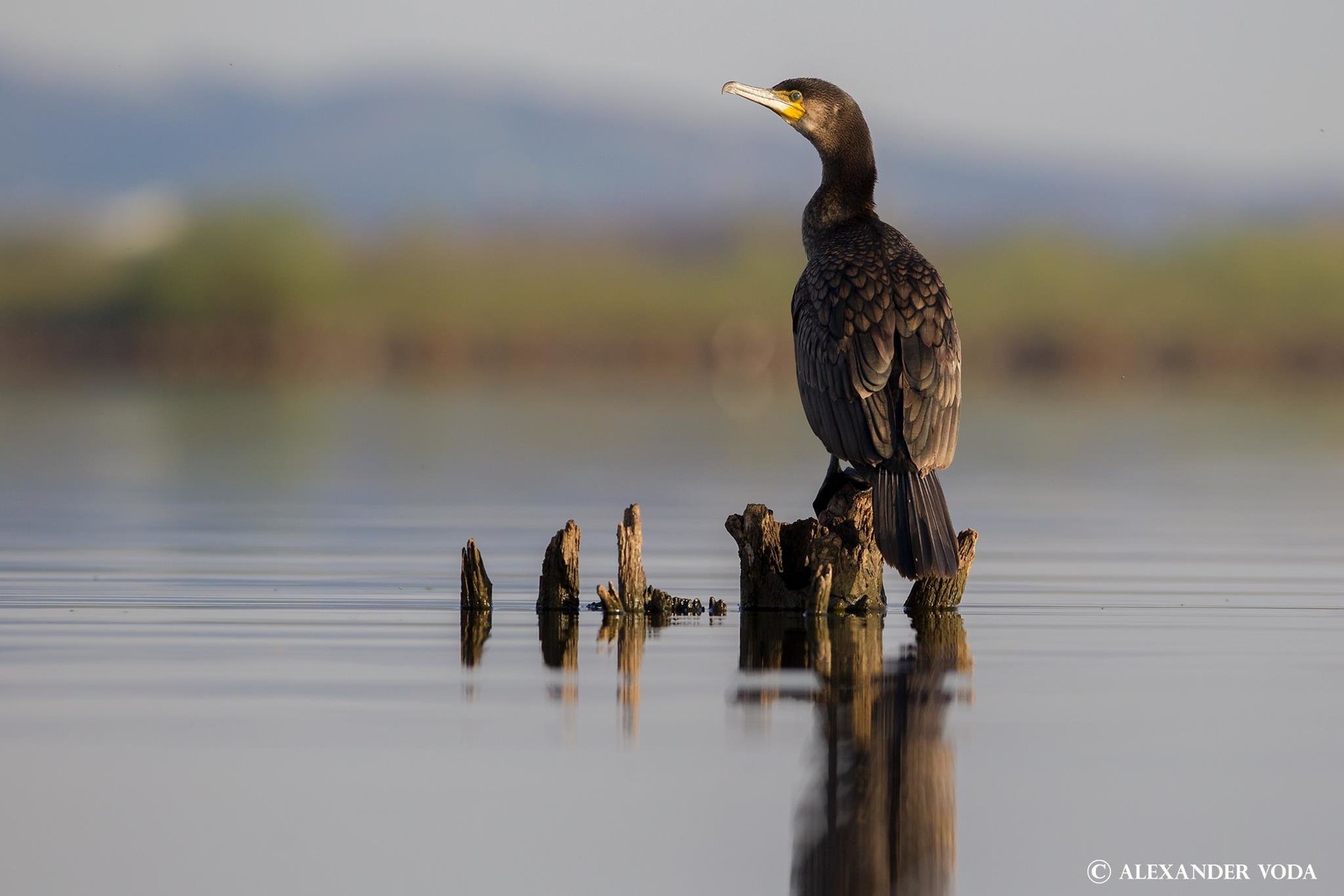 Kormoran by Alexander Voda