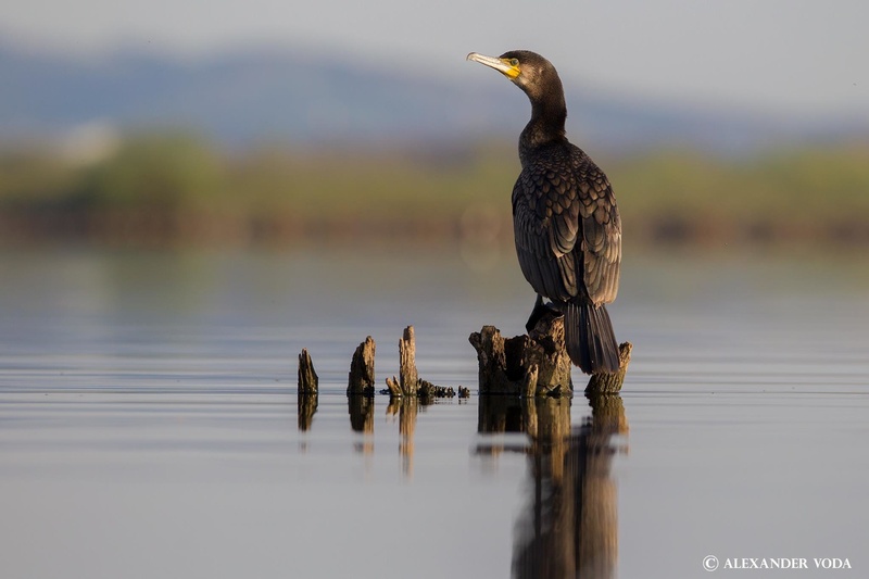 Kormoran by Alexander Voda
