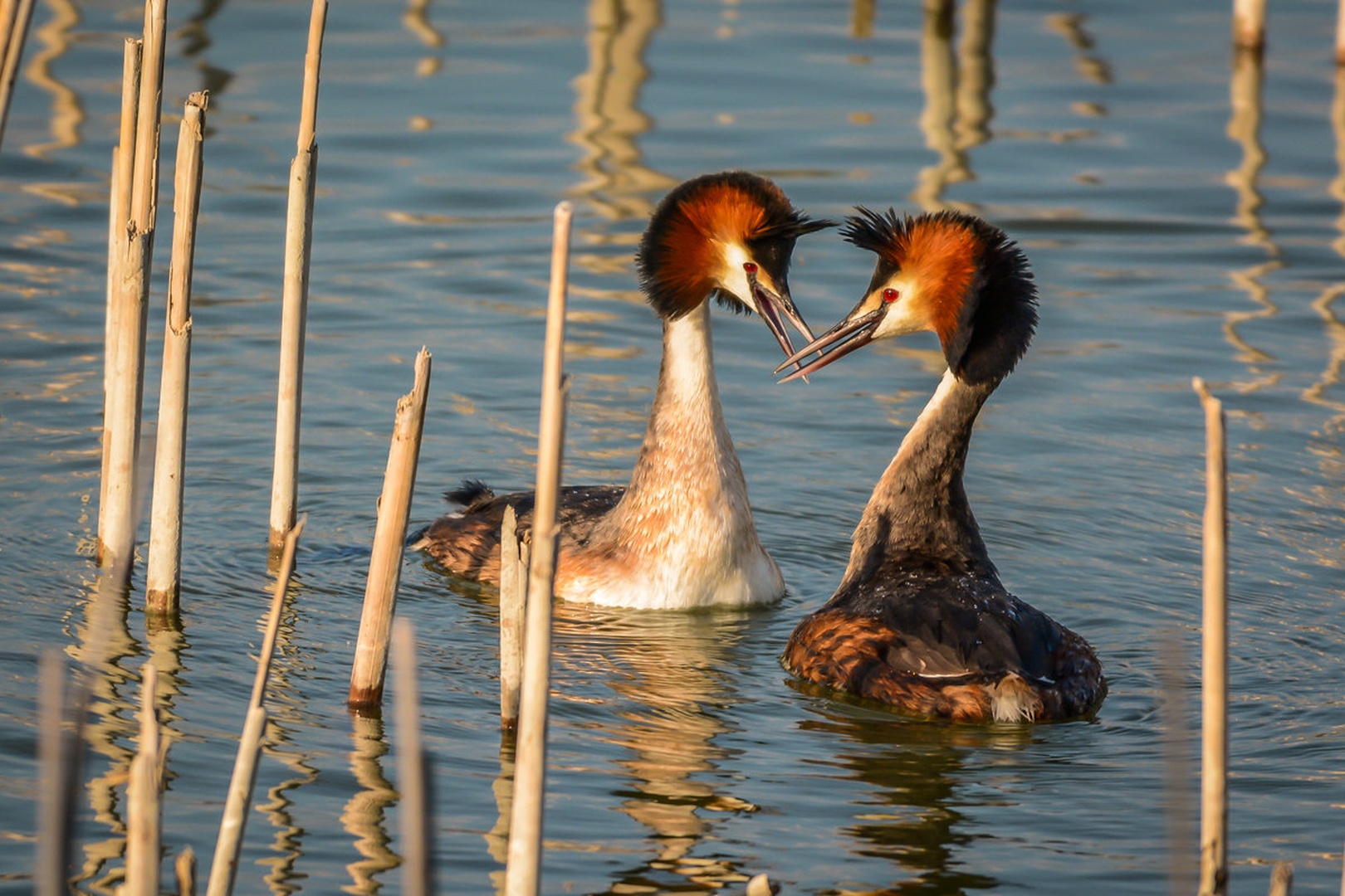 Love is in the air by Andrej Kozelj