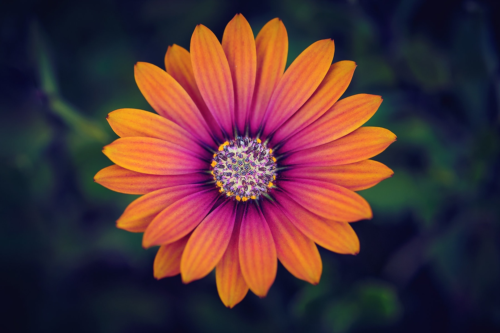 Osteospermum by Saša Bizjak