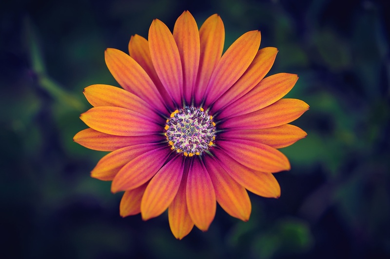 Osteospermum by Saša Bizjak