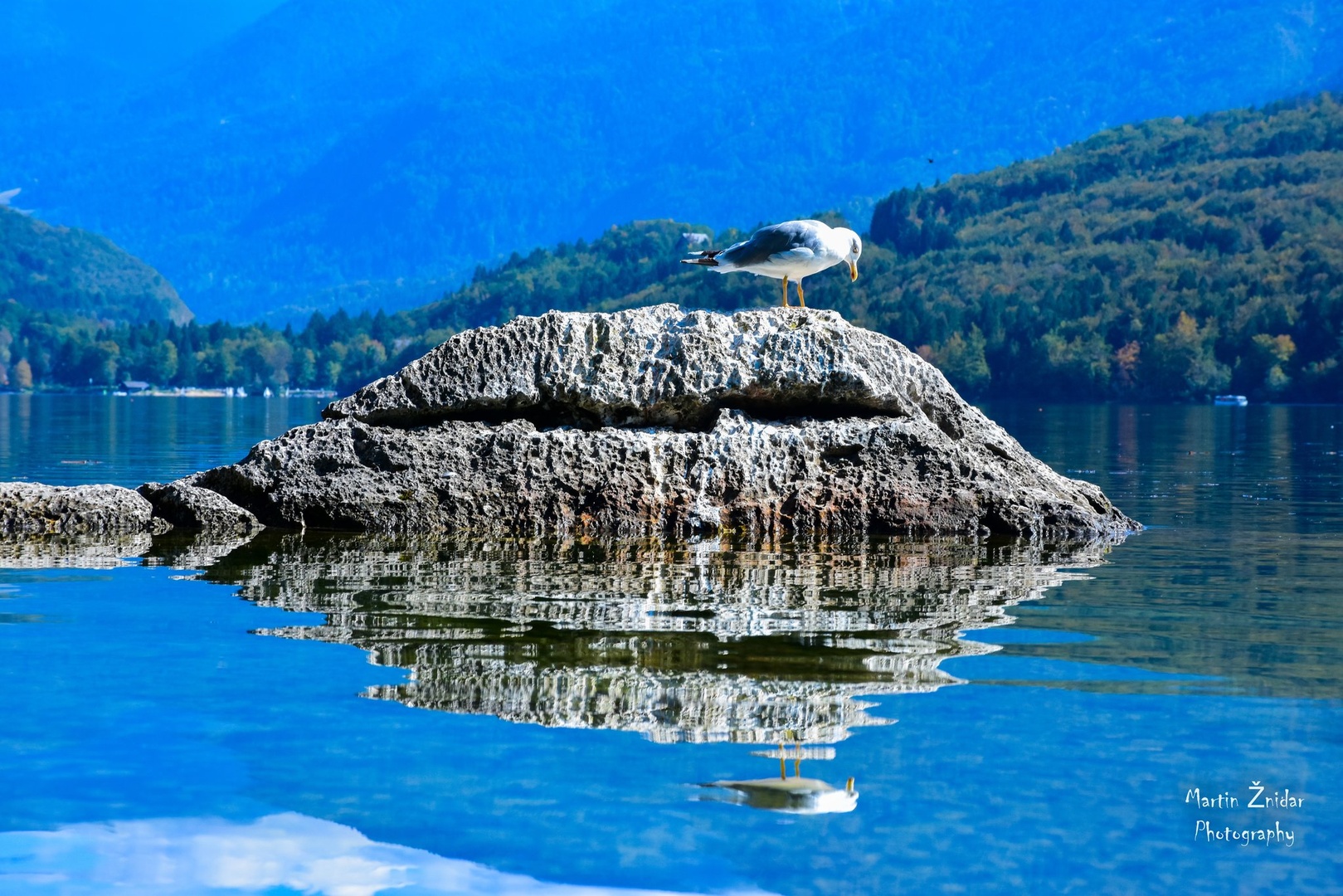 Bohinjski galeb by Martin Žnidar