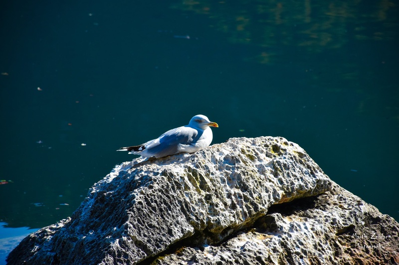 Bohinjski galeb pozira :D by Martin Žnidar