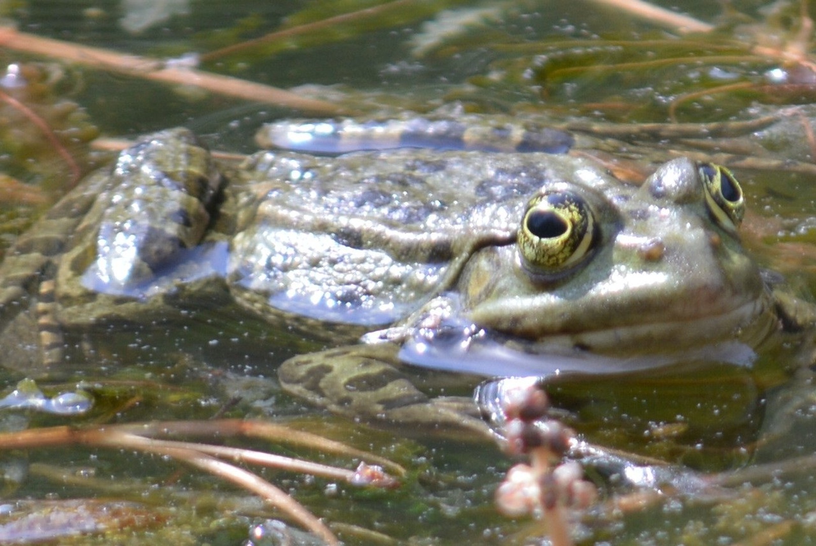 UŽIVAČKA by