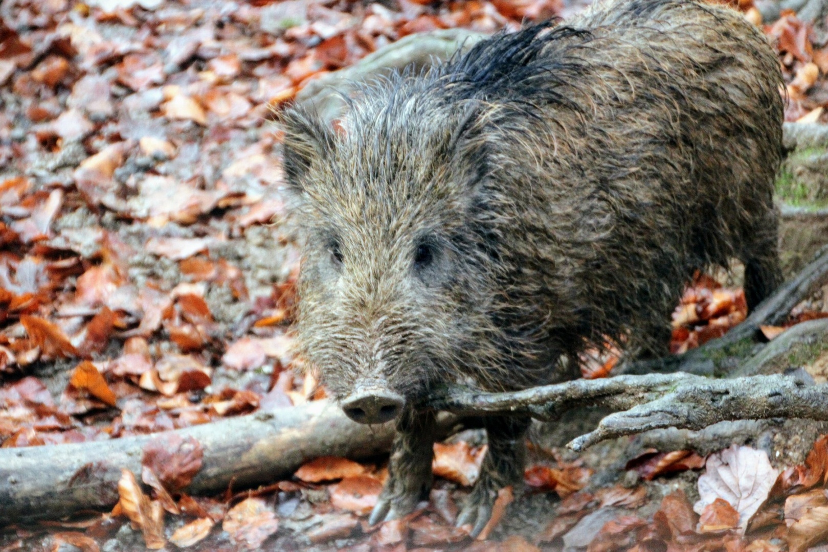 Trimčkar by