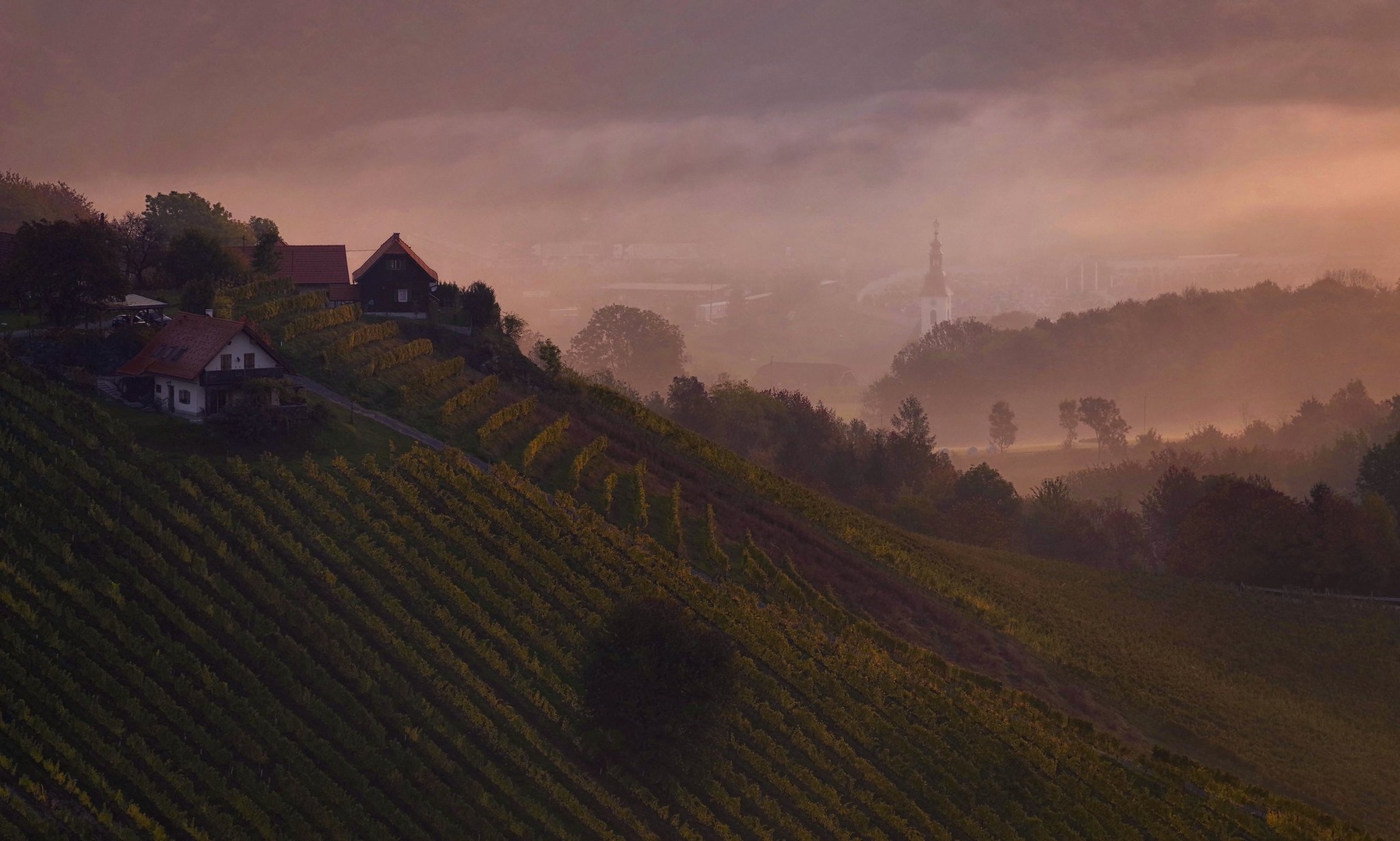 VINOGRAD NAD ŠENTILJEM by CEVAMUS SUMAVEC