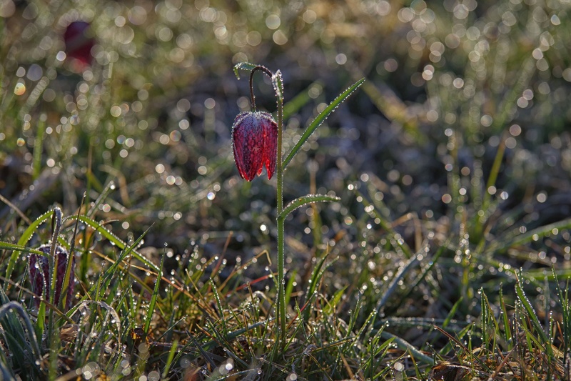 LEPOTA JUTRANJE SLANE IN ROSE by CEVAMUS SUMAVEC