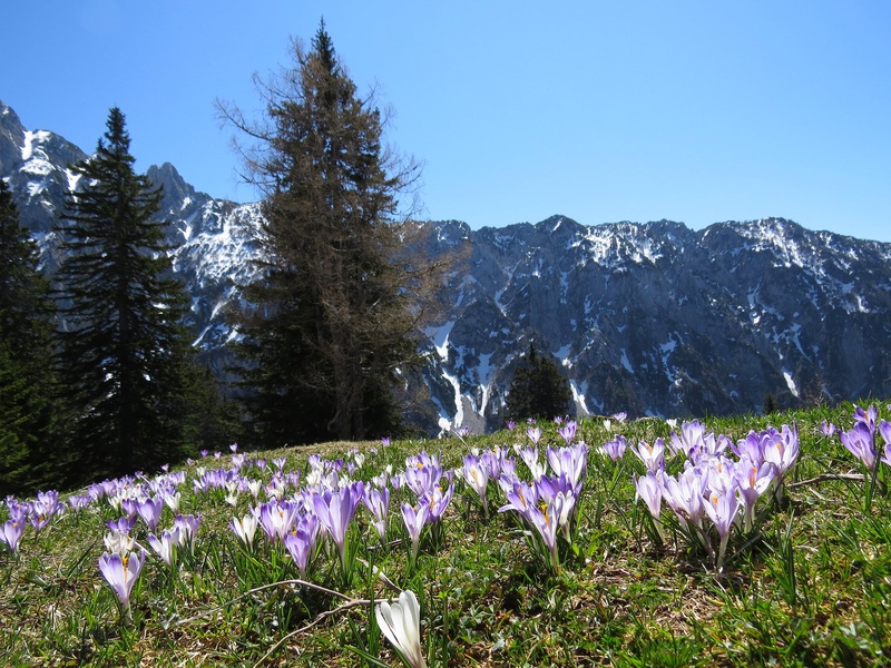 PLANINA KOROŠICA 1 by CEVAMUS SUMAVEC