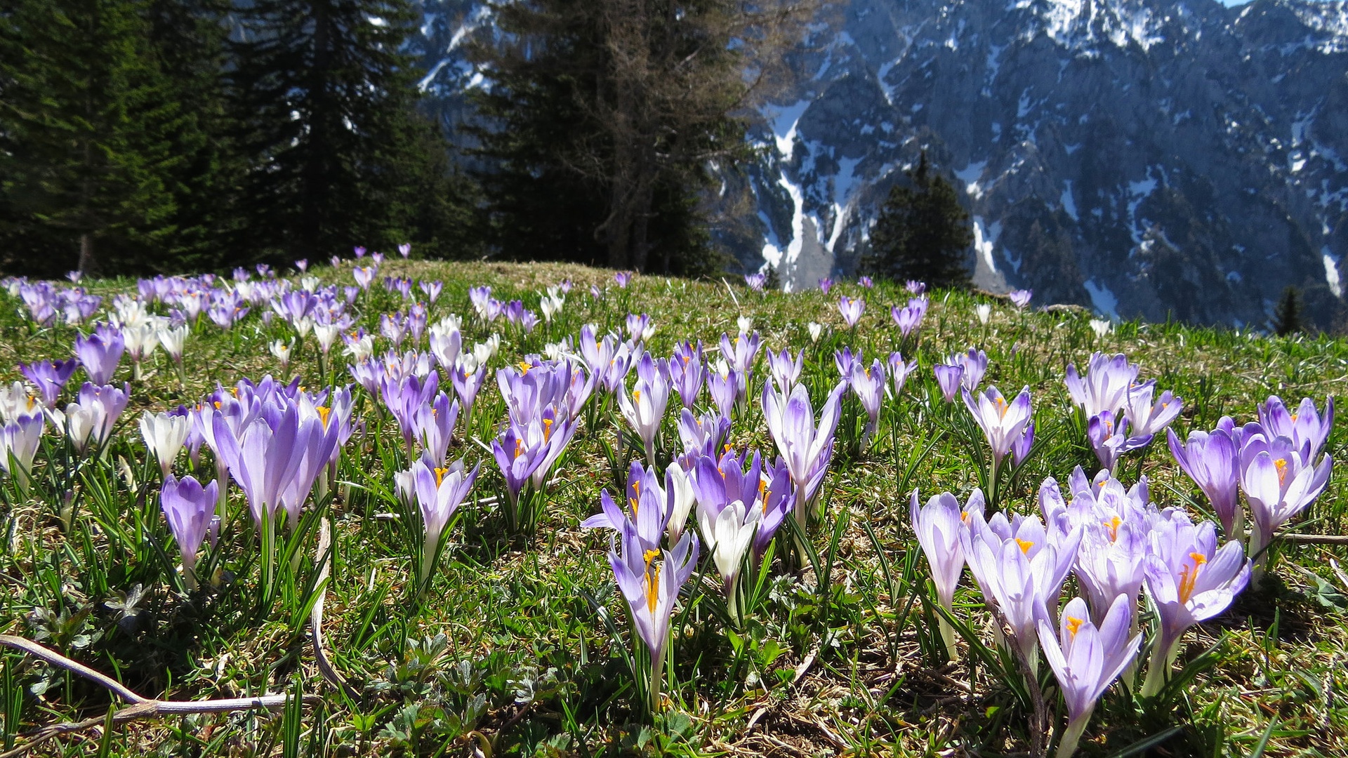 PLANINA KOROŠICA 2 by CEVAMUS SUMAVEC