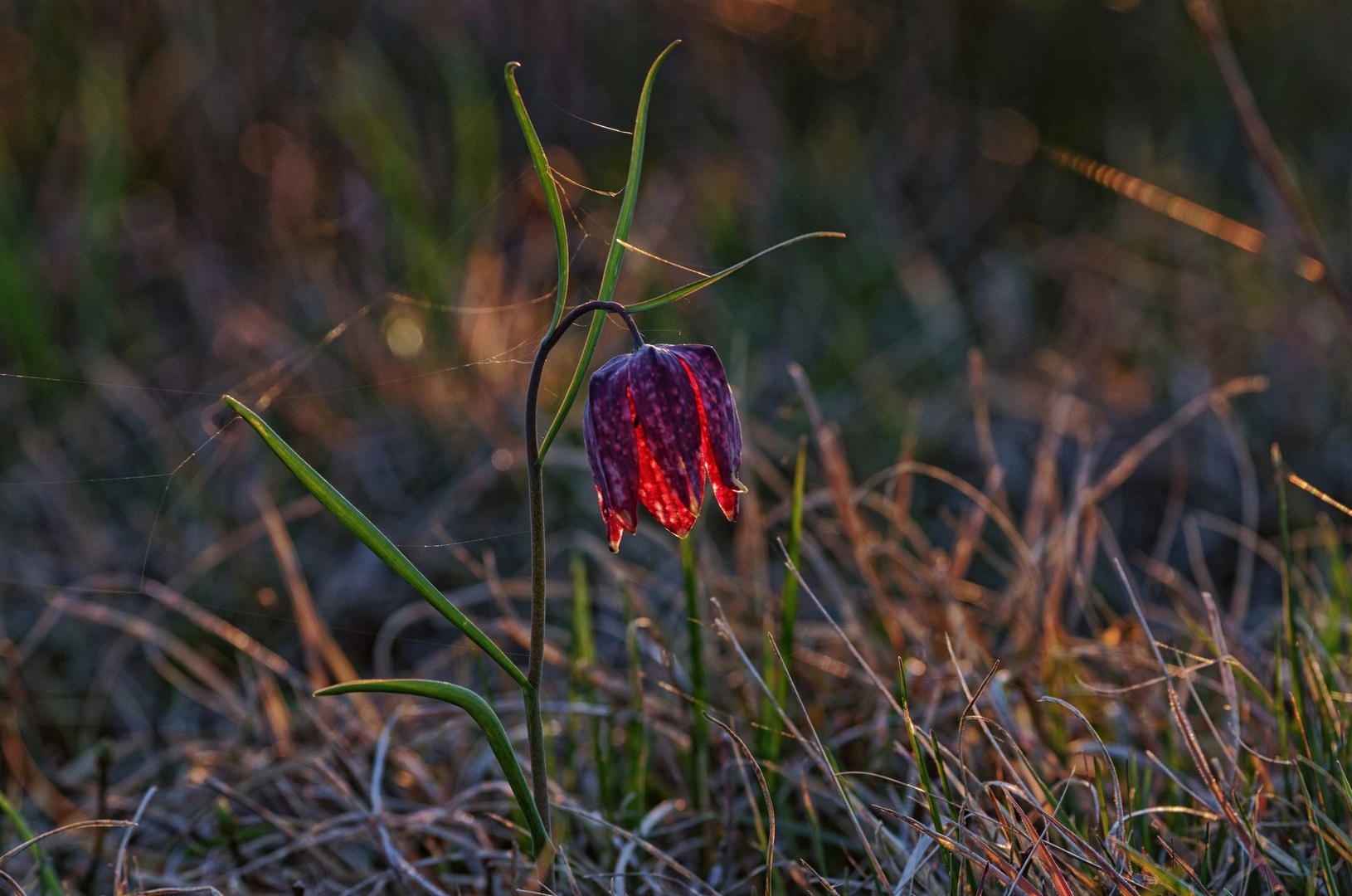 LEPOTEC Z BARJA by CEVAMUS SUMAVEC
