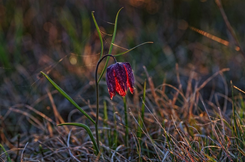 LEPOTEC Z BARJA by CEVAMUS SUMAVEC