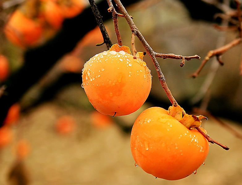 Oranžno by Matjaž