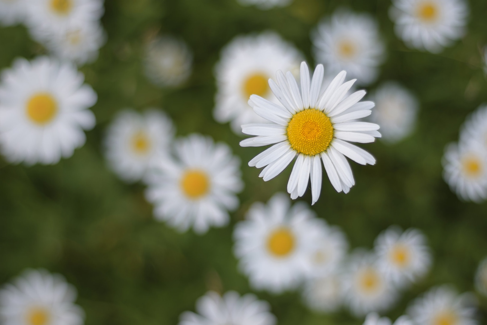 Navadna ivanjščica by Domen Svetlin