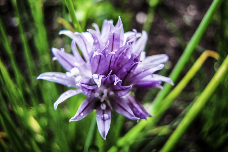 Shades of Purple by JPraper