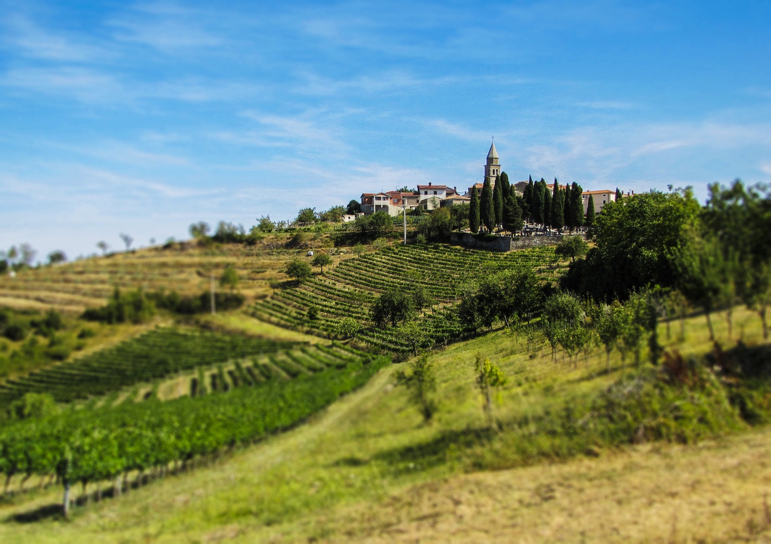 Vasica nad vinogradi by