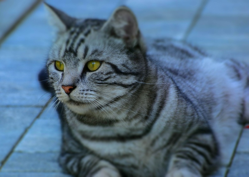 cute .....but still a predator by JPraper