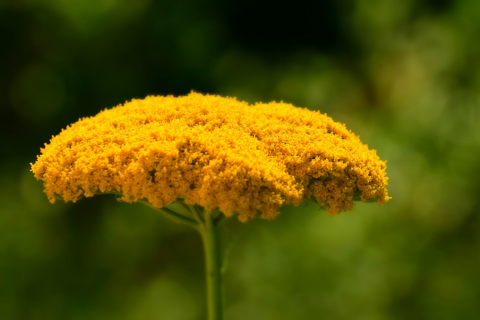 YELLOWish by