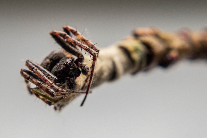 little spider by JPraper