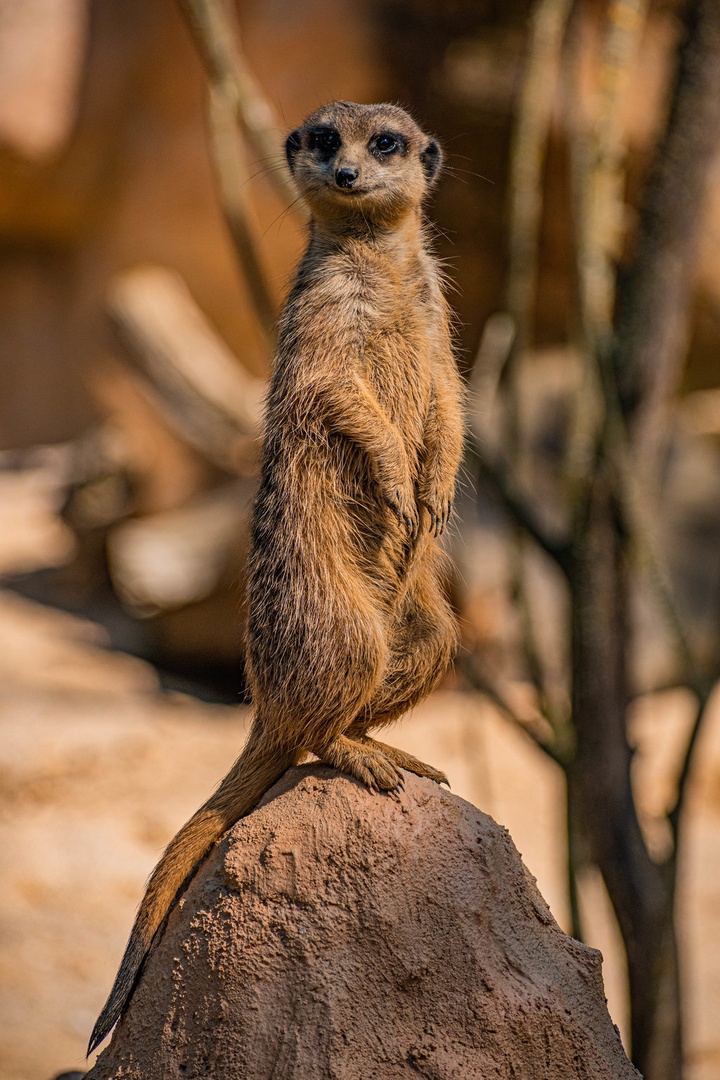 Suricata by