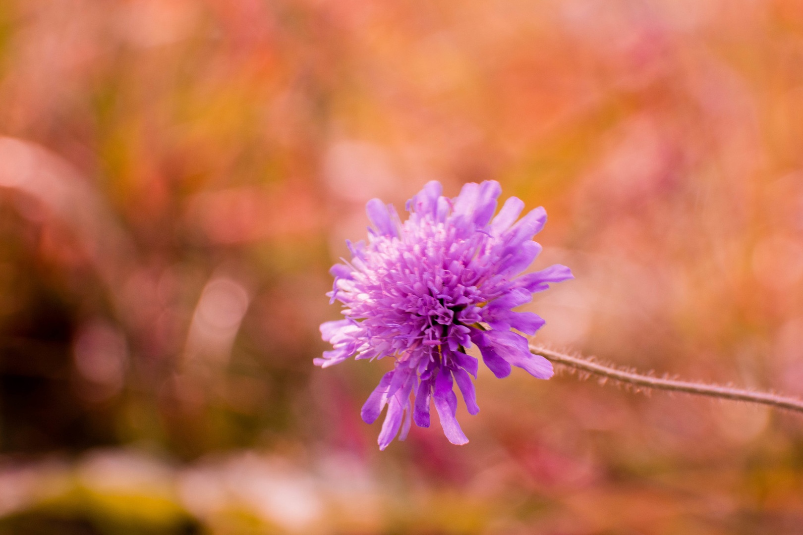 50 shades of purple by
