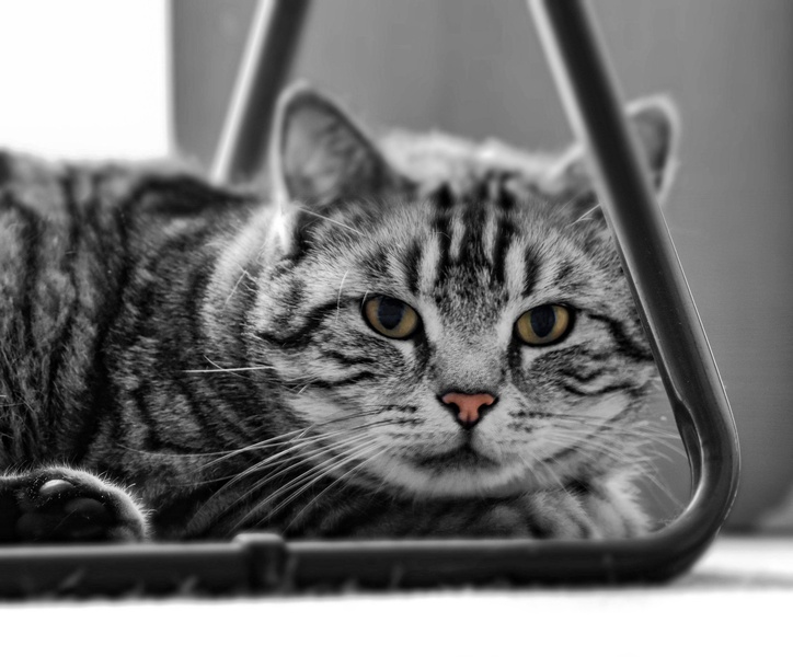 50 Shades of cat by JPraper