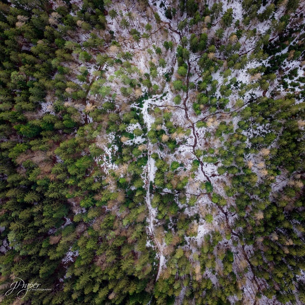 Magical woods by JPraper