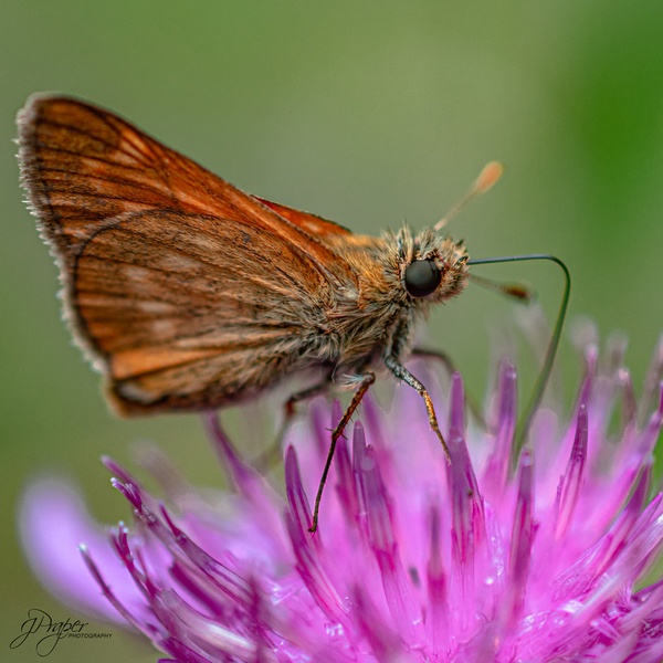 from weird to beautiful-life is misterious by JPraper