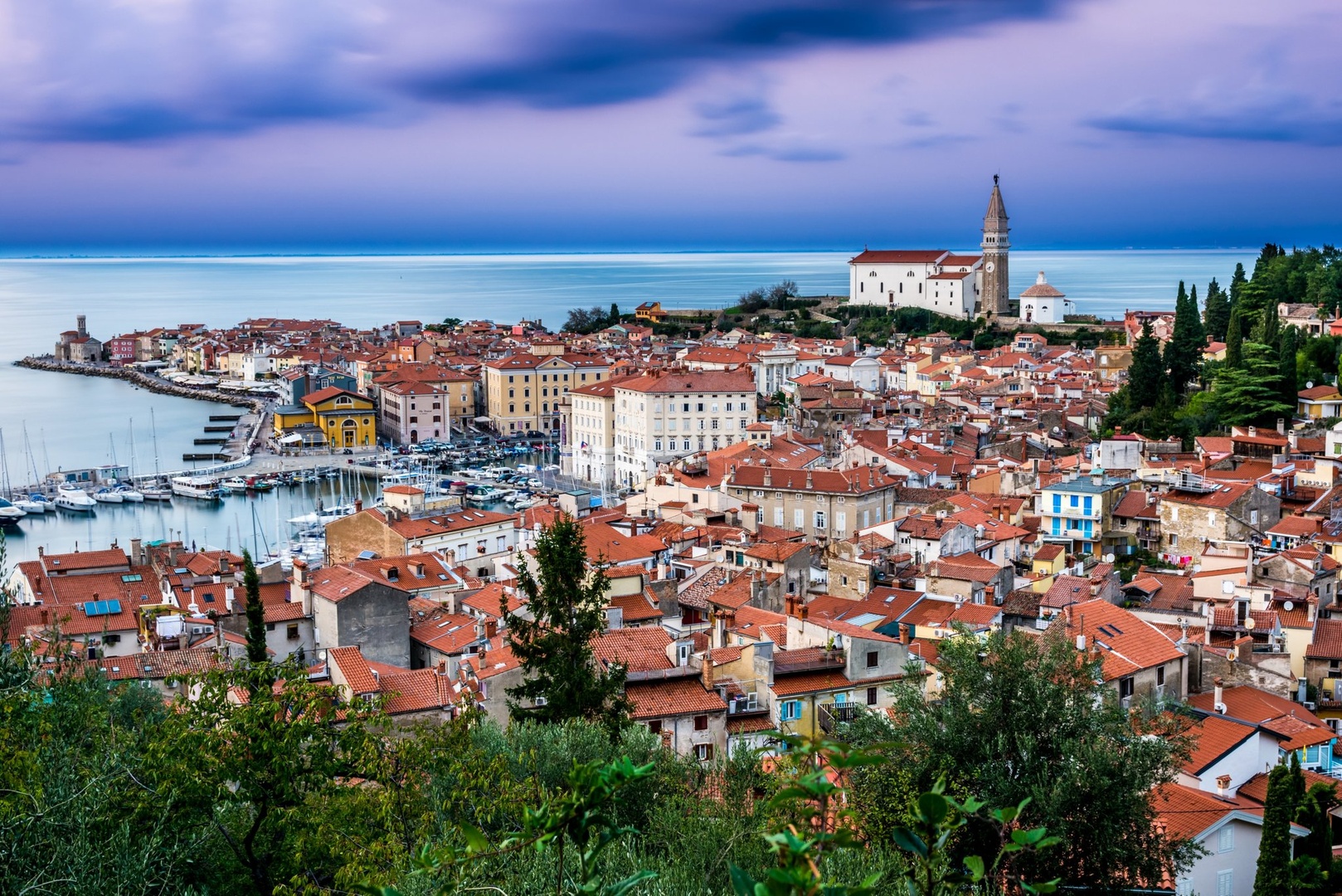 Piran oljcna pot by Jerry mura