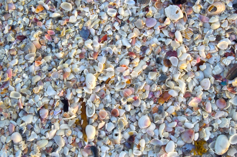 Školjke na plaži by Ivan Horvat