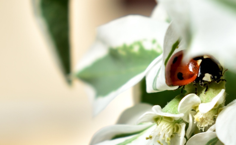 LadyBug by Nika Sirk