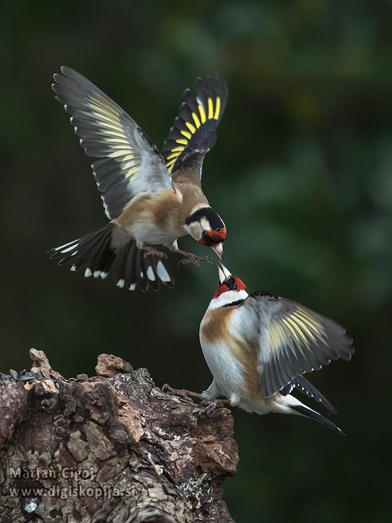 Fight by Marjan Cigoj